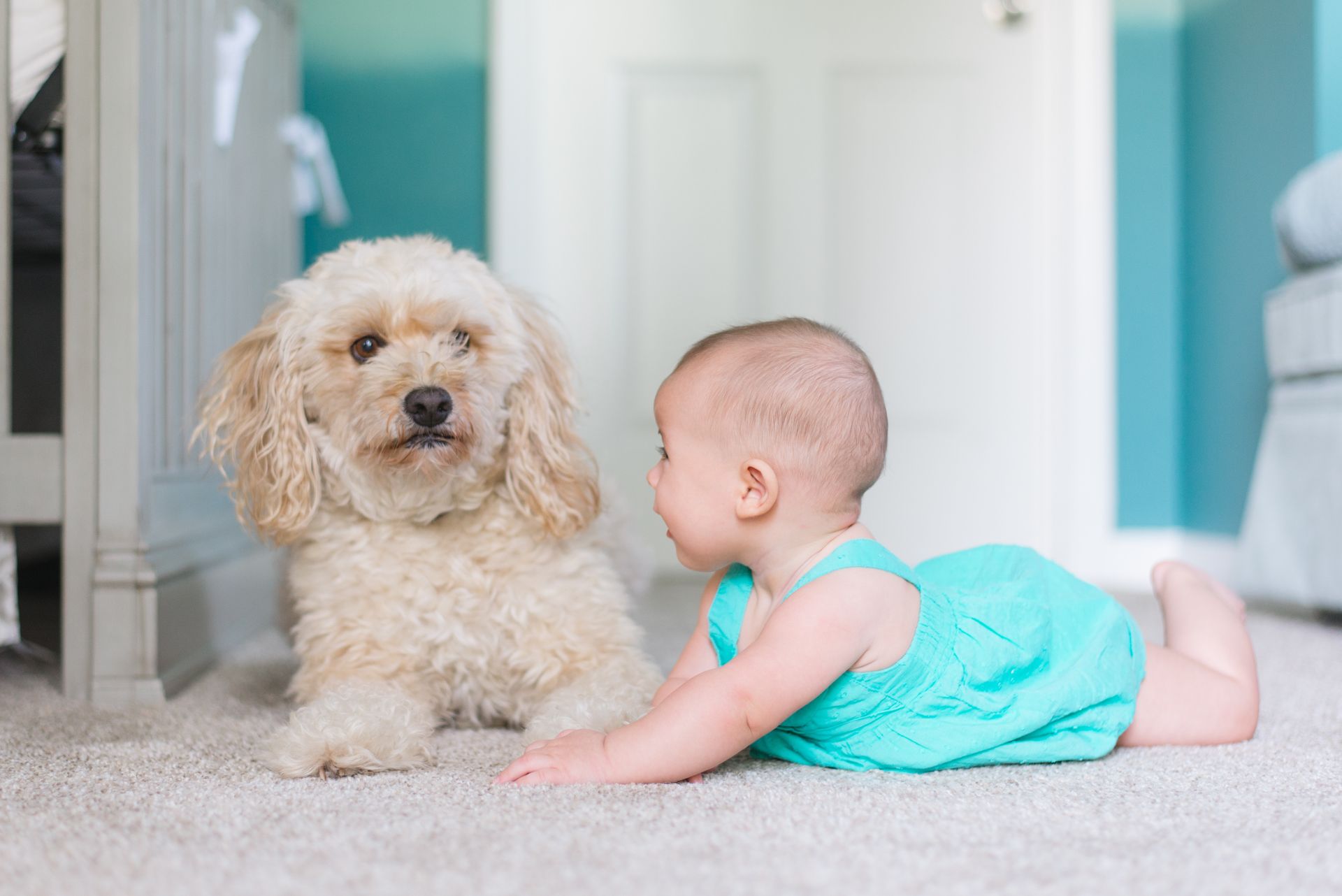 The Pro's in Carpet cleaning services. If your home carpet has pet orders call us to leave your home smelling fresh again. 